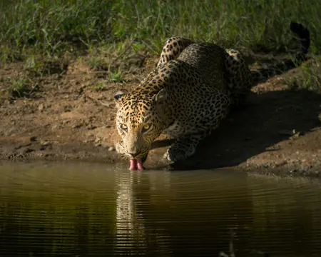 Safari im Nationalpark Yala 