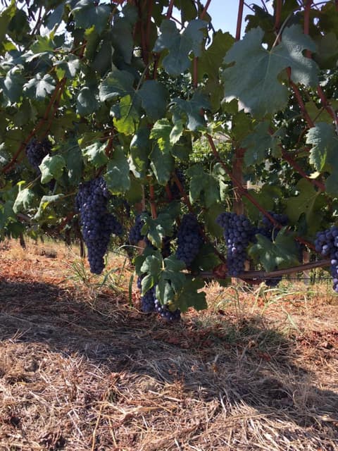 La Luce Delle Colline, 