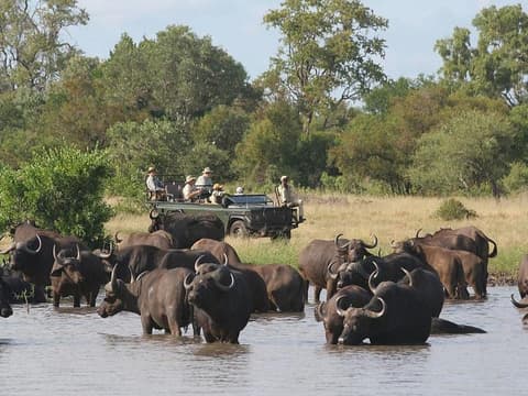 Bush Ways Safaris: Buffalo Safari BWB 7 Nights - Full Board and Activities - EUR