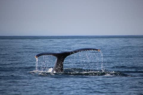 Ocean Blue Adventures - Close Encounter Whale Tour (2 hour)