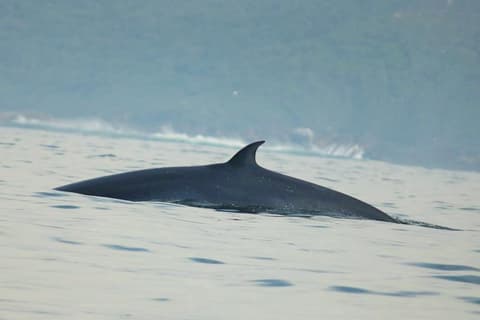 Ocean Blue Adventures - Close Encounter Whale Tour (2 hour)