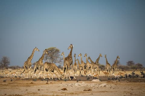 Boteti River Camp - Game Drive Makgadikgadi National Park (3 - 4 Hrs)