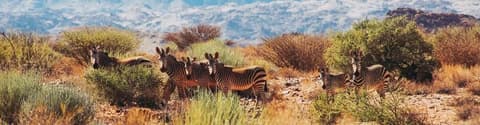 Bush Ways Safaris - Kalahari safari BWK 6 Nights - Full Board and Activities - EUR