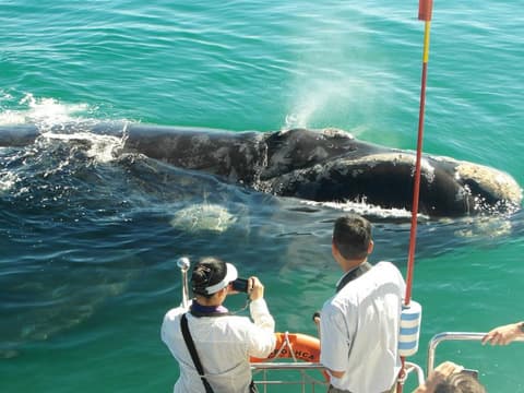 Southern Right Charters - Boat Based Whale Watching Tours