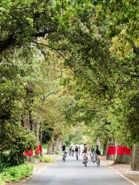 Bikes 'n Wines CC - Stellenbosch Vineyard Meander