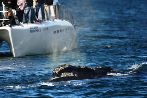 Southern Right Charters - Boat Based Whale Watching Tours