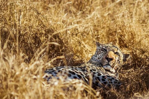 TISD 01: Wildlife Discovery 2025 (English)