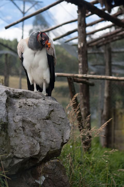 Cajamarca, sincretismo colonial - Tour privado