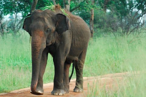 Yala & Galle 2 Days, Private Tour