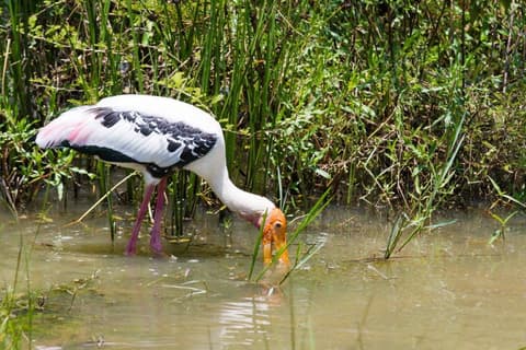 Professional Birding Tour