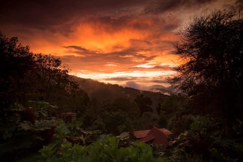 Observación de aves en Costa Rica (Bajo Petición)