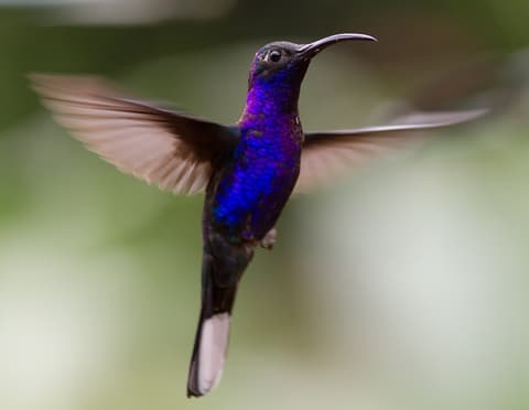 Arenal y Monteverde, Escapada Corta