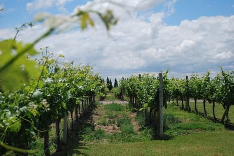 4-Day Mendoza Wine Region Experience