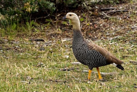 4-Day Classic Ushuaia: Tierra del Fuego National Park