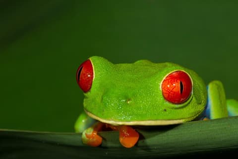 Tortuguero Jungle Expedition, Short Break (On Request)