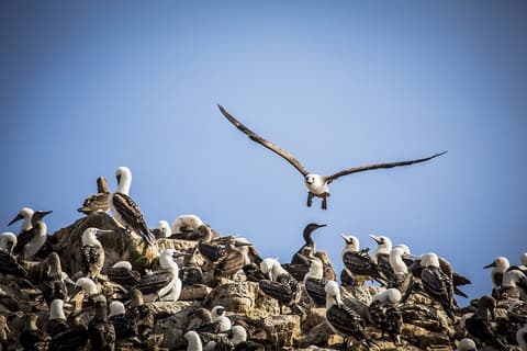 Enigmas of the South