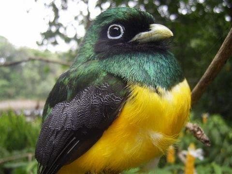 Observación de aves en Costa Rica (Bajo Petición)