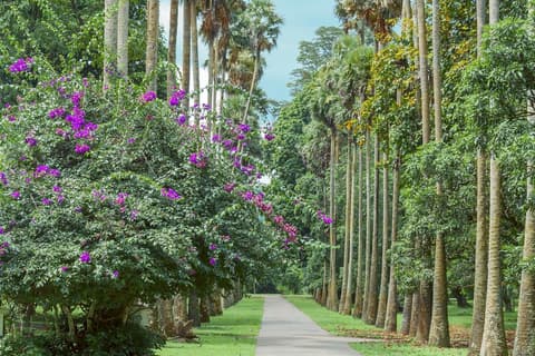 Splendid Sri Lanka, Private Tour