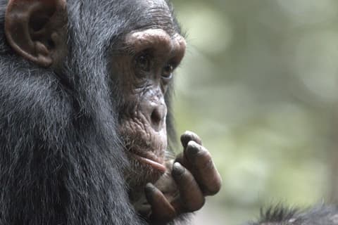 Gorillas Through the Mist - Gorilla Mountain View Lodge (On Request)