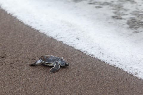 Tortuguero con Manuel Antonio – Fly & Drive