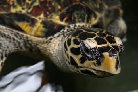 Experience the Diverse South