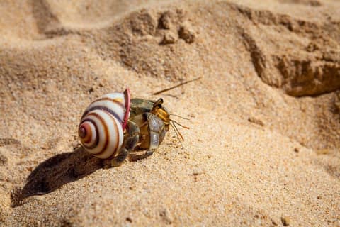 Southern Coast Beach Tour