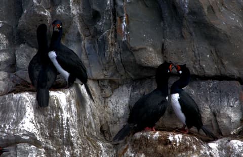5-Day Ushuaia Penguin Season Tour (from October to March)