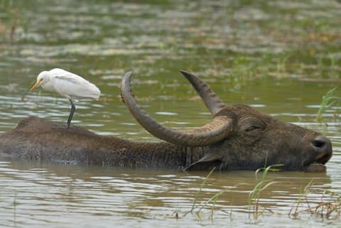 Yala & Galle 2 Days, Private Tour