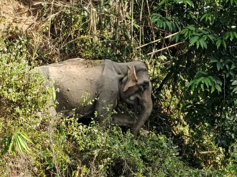 2 Days Cheow Lan Lake Discovery