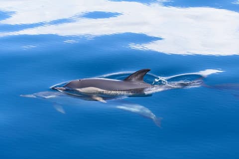 Escapada corta en Azores, isla Terceira, Conducción por cuenta propia