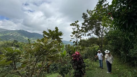 4-Day Pereira Coffee Region Experience, Private Tour
