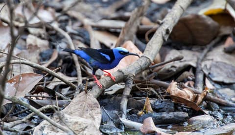 Mystic Waterfalls & Forests Of Costa Rica