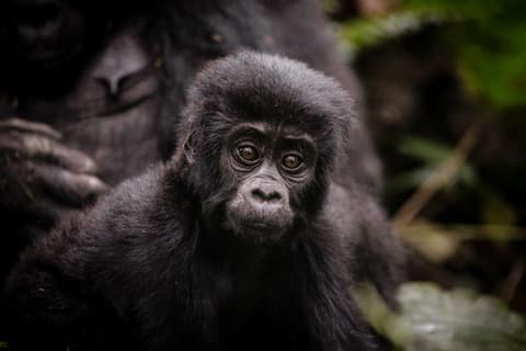 Bwindi by Air – Sanctuary Gorilla Forest Camp (On Request)