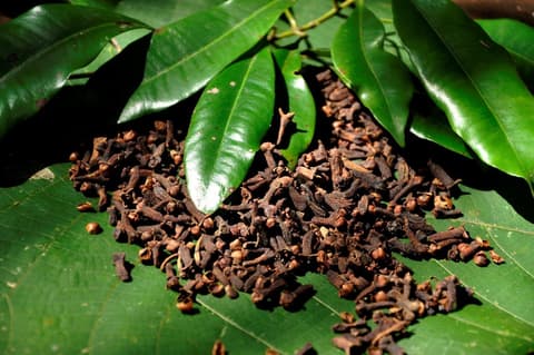 A Glimpse of Culture