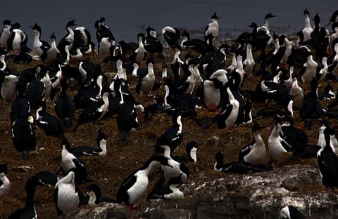 5-Day Ushuaia Penguin Season Tour (from October to March)