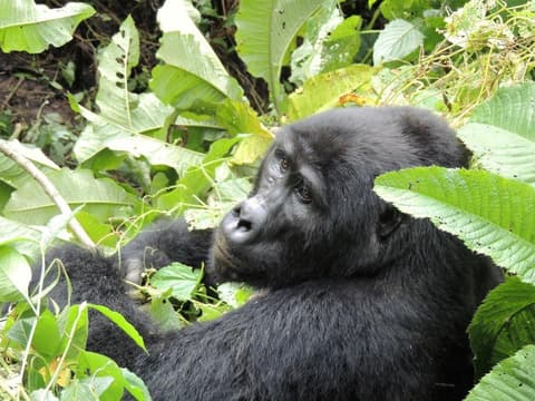 Gorilas en la niebla - Virunga Lodge (Sujeto a disponibilidad)
