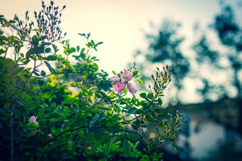 Green Sapa Homestay Guest house, 