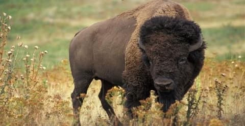 American Frontier Adventure