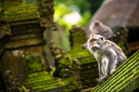 5 Giorni - Highlights of Bali