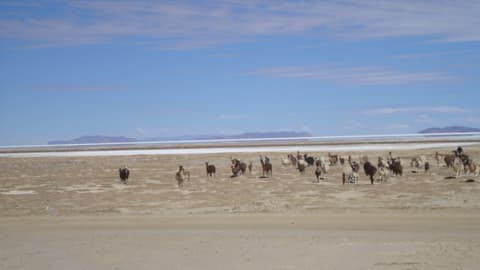 Bolivia Lagune