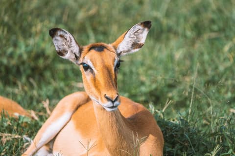 Panorama of Uganda Safari and Extension at Lake Mburo National Park