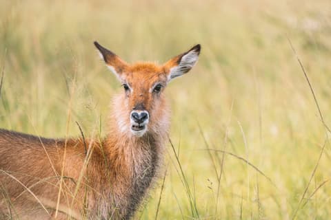 Panorama of Uganda Safari and Extension at Lake Mburo National Park