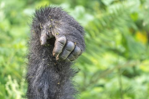 Panorama of Uganda Safari and Extension at Mgahinga National Park