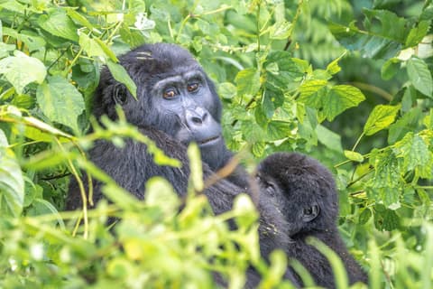 Panorama of Uganda Safari and Community Experience in Buhoma