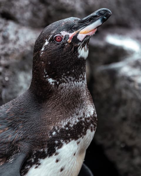 Santa Cruz and San Cristobal Combined 5 days