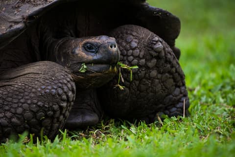 Galápagos in Grande: 9 Days of Adventure in the Most Iconic Islands