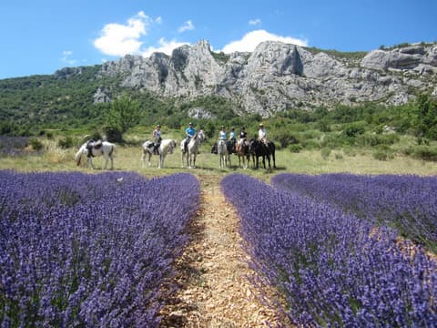 Francia. Provenza - La provenza in viola