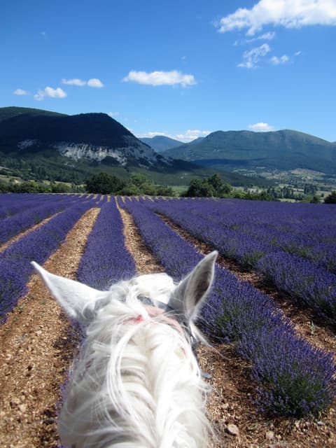 Francia. Provenza - La provenza in viola