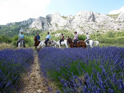 Francia. Provenza - La provenza in viola