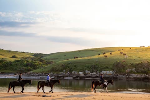 South Africa: a horse in the eastern cape - discovering the wild coast